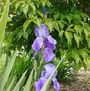 Meet your Posher, Suzanne